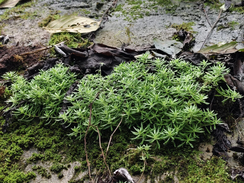 Sedum lineare (Needle Stonecrop)