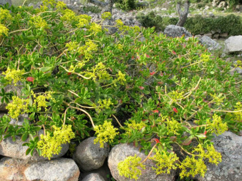 Sedum praealtum (Green Cockscomb)