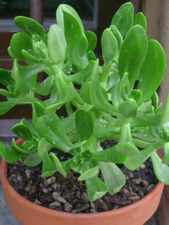 Sedum praealtum (Green Cockscomb)