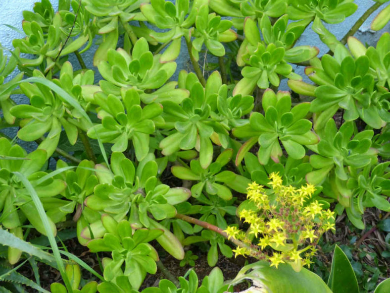 Sedum praealtum (Green Cockscomb)