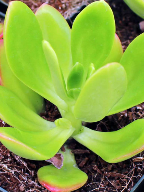 Sedum praealtum (Green Cockscomb)