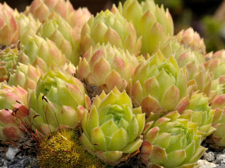 Sempervivum atlanticum (Hen and Chicks)