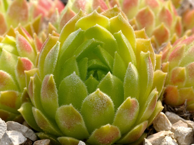 Sempervivum atlanticum (Hen and Chicks)