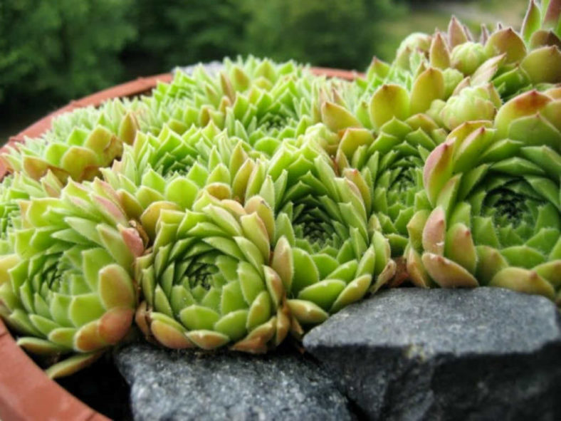 Sempervivum atlanticum (Hen and Chicks)