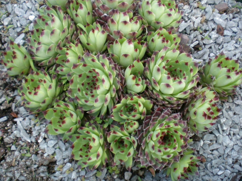 Sempervivum calcareum 'Sir William Lawrence'