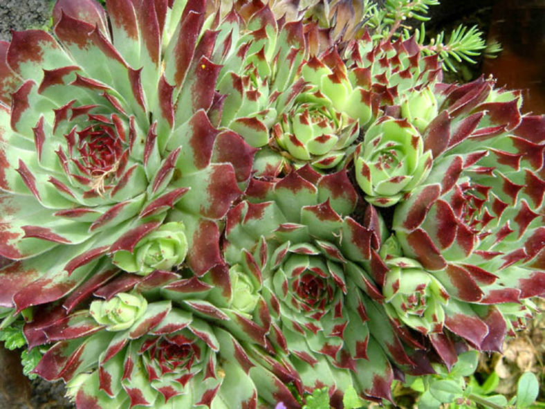 Sempervivum calcareum 'Sir William Lawrence'