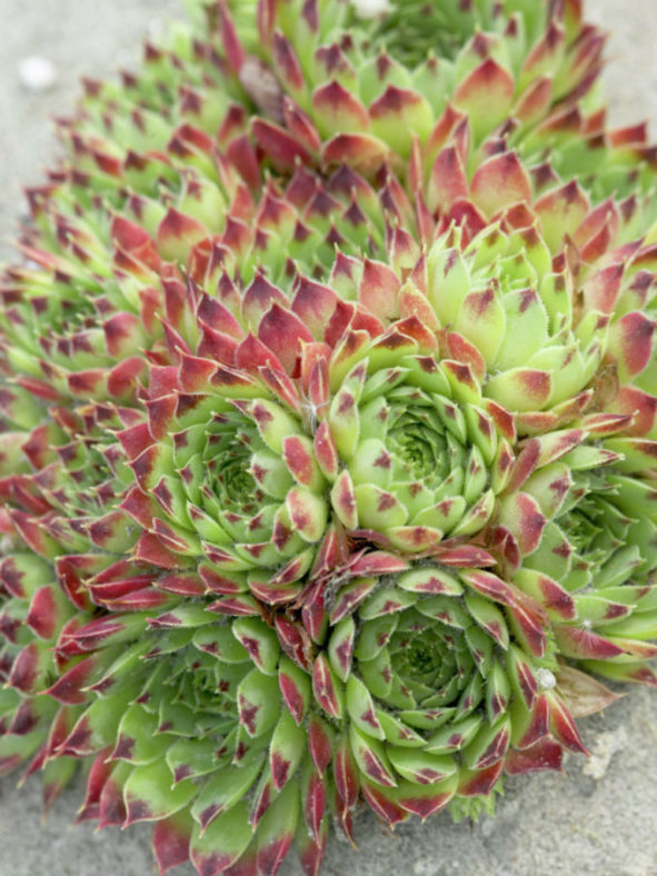 Sempervivum calcareum 'Sir William Lawrence'