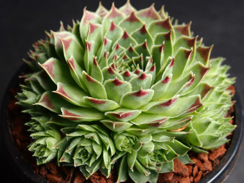 Sempervivum calcareum 'Sir William Lawrence'