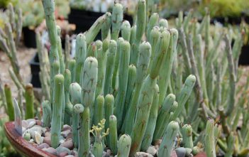 Curio articulatus (Candle Plant) Curio articulatus (Candle Plant) aka Senecio articulatus