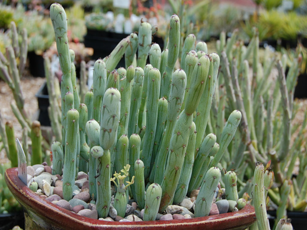 Curio articulatus (Candle Plant) aka Senecio articulatus