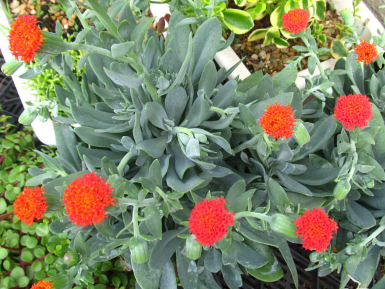 Kleinia fulgens (Coral Senecio) aka Senecio fulgens