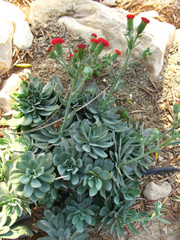 Kleinia fulgens (Coral Senecio) aka Senecio fulgens