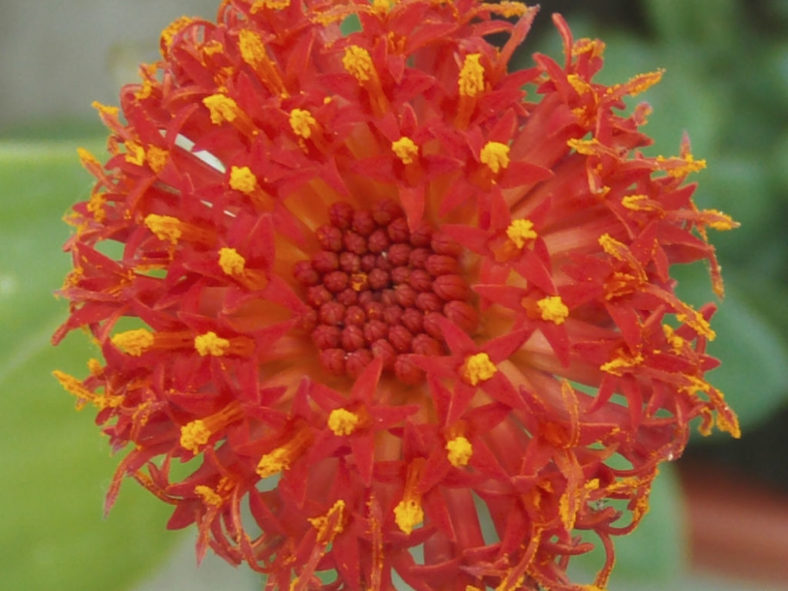 Kleinia fulgens (Coral Senecio) aka Senecio fulgens