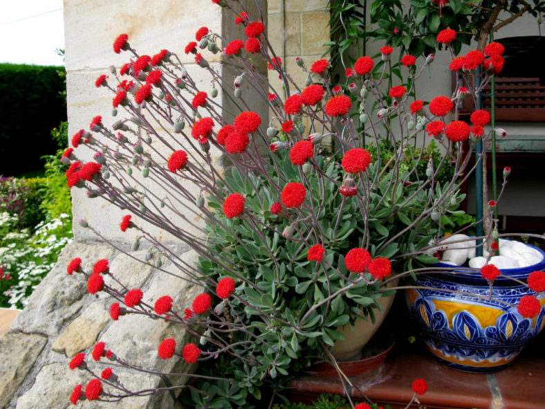 Kleinia fulgens (Coral Senecio) aka Senecio fulgens