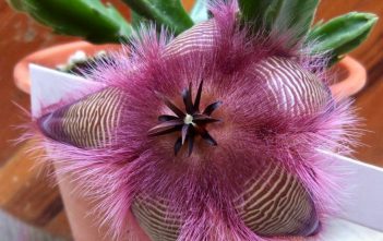 Stapelia hirsuta (African Starfish Flowers) Stapelia hirsuta (African Starfish Flowers)