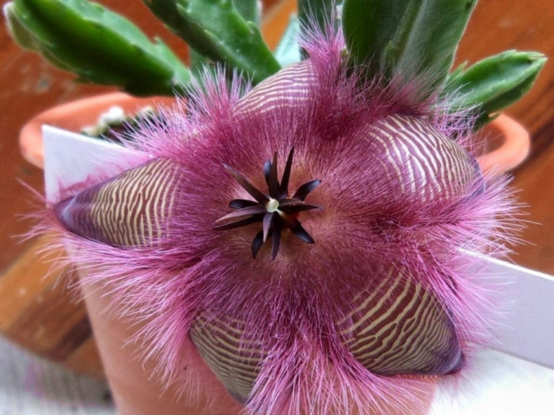 Stapelia hirsuta (African Starfish Flowers)