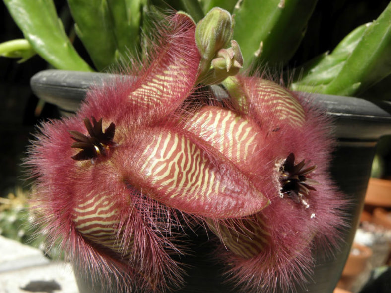 Stapelia hirsuta (African Starfish Flowers)