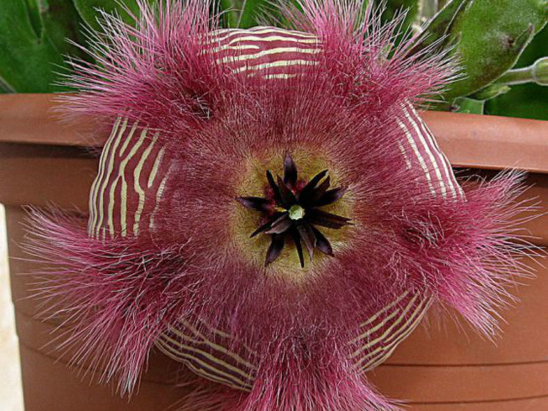 Stapelia hirsuta (African Starfish Flowers)