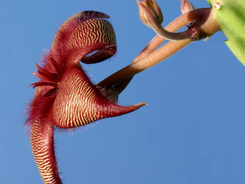 Stapelia hirsuta (African Starfish Flowers)