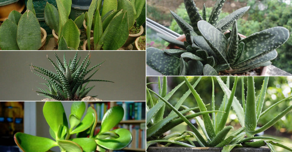 5 Succulents For Low Light Environments - World Of Succulents