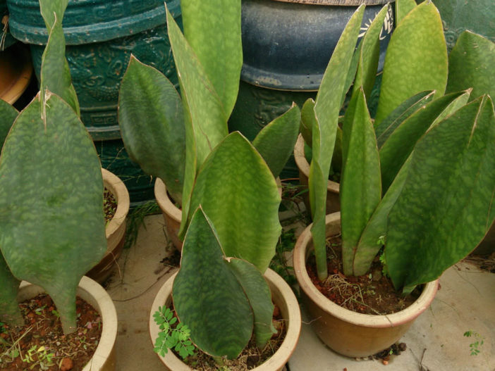  خمس نباتات عصارية لبيئات الإضاءة المنخفضة  Succulents-for-Low-Light-Environments1-Sansevieria-masoniana-702x527