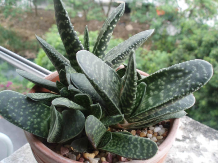  خمس نباتات عصارية لبيئات الإضاءة المنخفضة  Succulents-for-Low-Light-Environments3-Gasteria-bicolor-var.-caespitosa-702x527