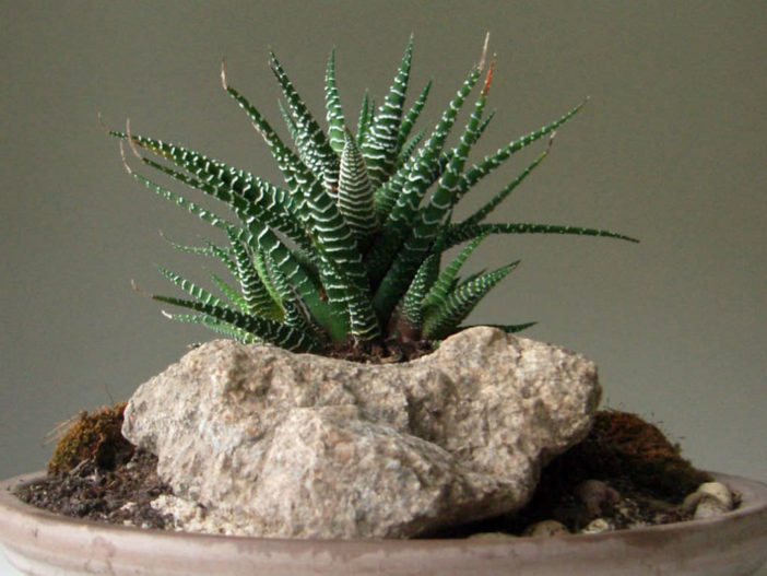  خمس نباتات عصارية لبيئات الإضاءة المنخفضة  Succulents-for-Low-Light-Environments4-Haworthia-fasciata-702x527