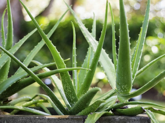  خمس نباتات عصارية لبيئات الإضاءة المنخفضة  Succulents-for-Low-Light-Environments5-Aloe-vera-702x527