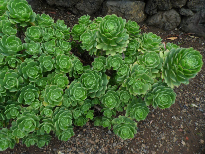 Aeonium castello-paivae