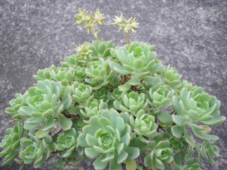 Aeonium castello-paivae