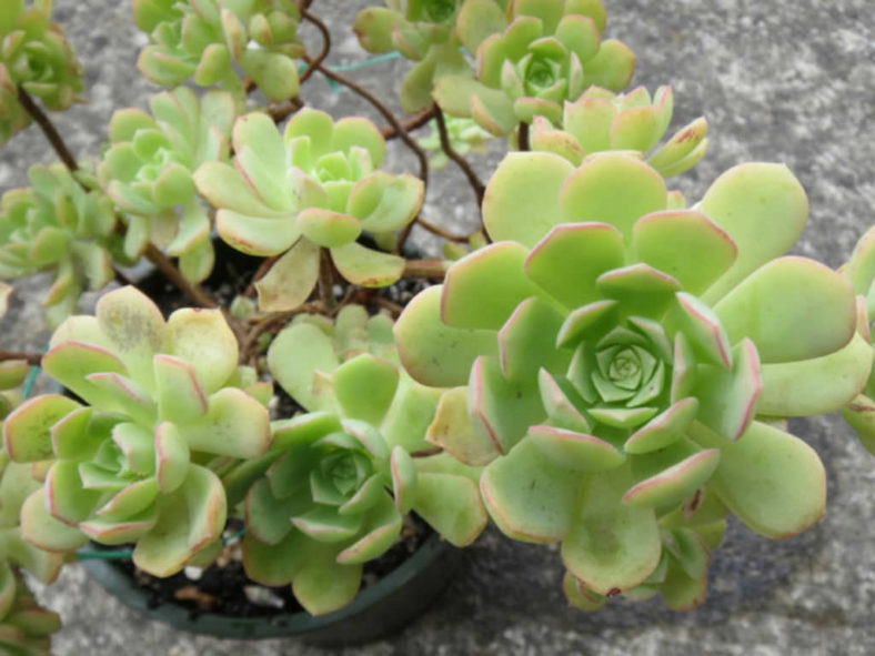 Aeonium castello-paivae