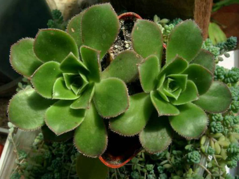 Aeonium castello-paivae