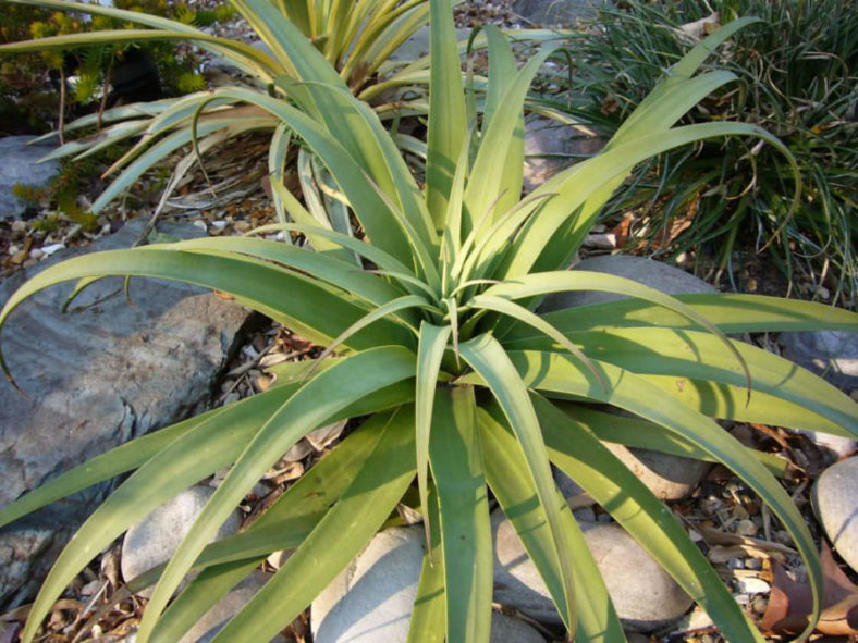 Agave bracteosa (Candelabrum Agave)