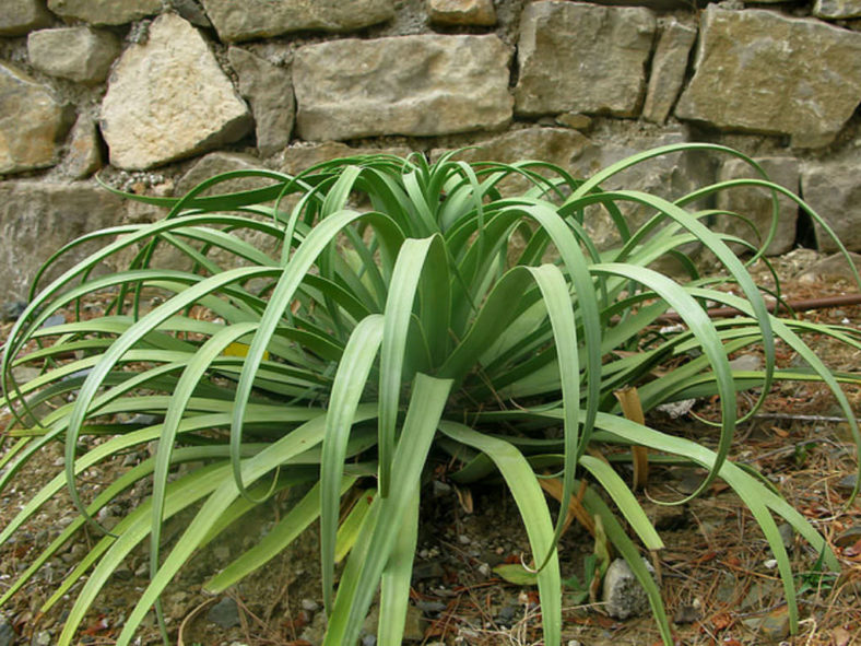 Agave bracteosa (Candelabrum Agave)