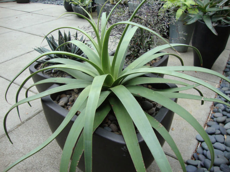 Agave bracteosa (Candelabrum Agave)