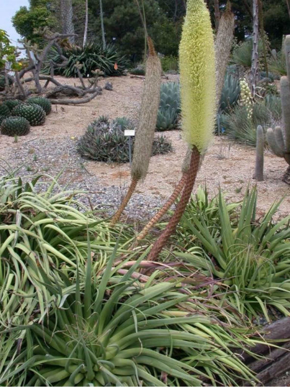 Agave bracteosa (Candelabrum Agave)