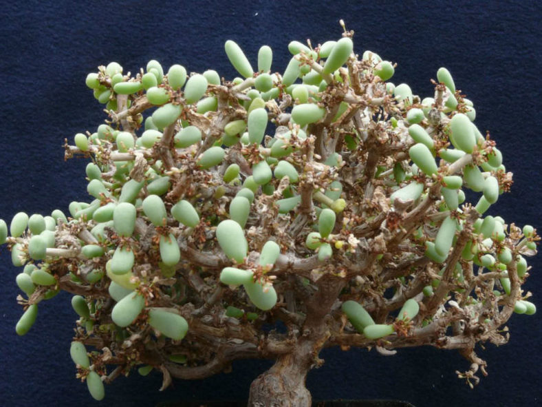 Ceraria pygmaea