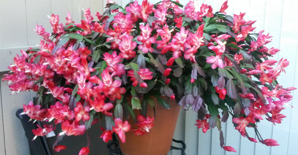 Christmas Cactus Confusion   World of Succulents