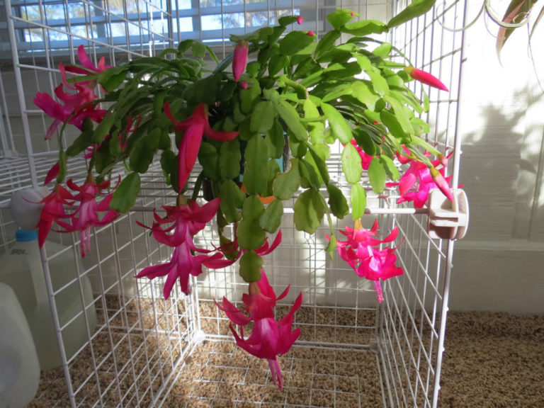 Houseplant zygocactus Christmas Cactus Confusion - World of Succulents