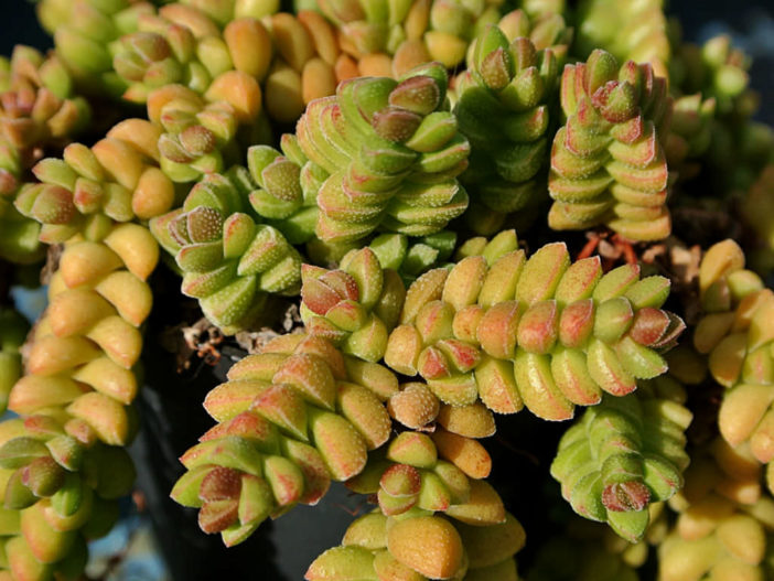 Crassula 'Rosa Marina' - World of Succulents