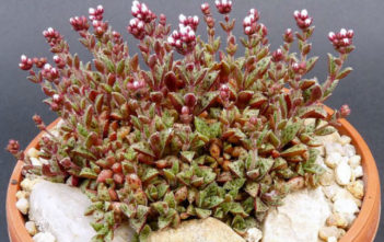 Crassula exilis subsp. cooperi Crassula exilis subsp. cooperi