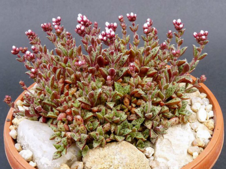 Crassula exilis subsp. cooperi