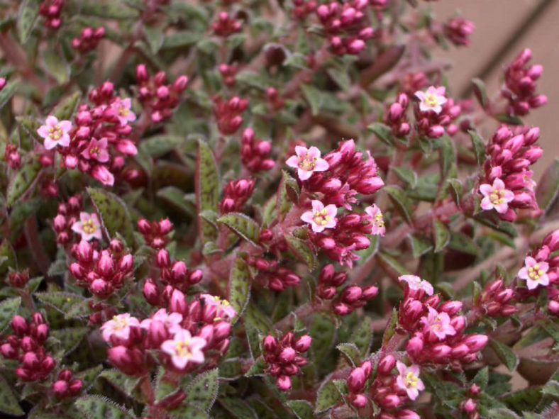 Crassula exilis subsp. cooperi