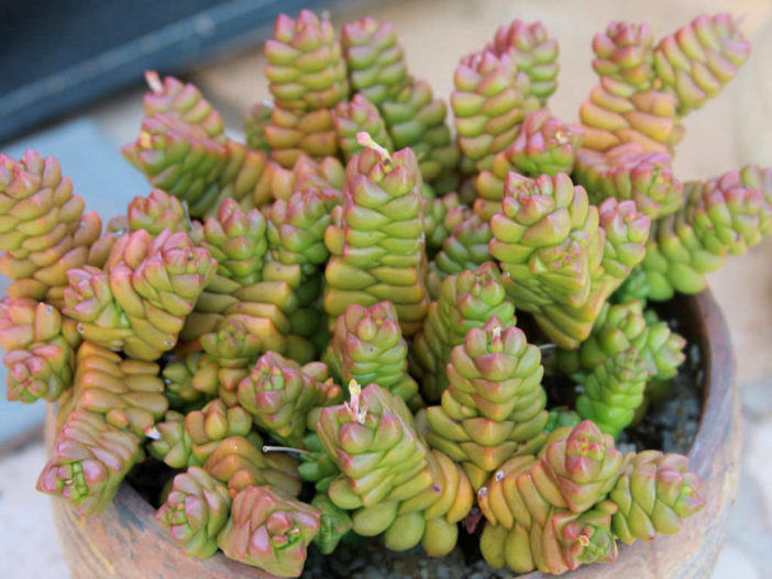 Crassula marchandii aka Crassula x marchandii