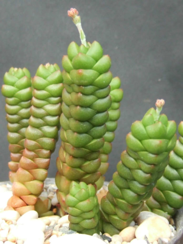 Crassula marchandii aka Crassula x marchandii