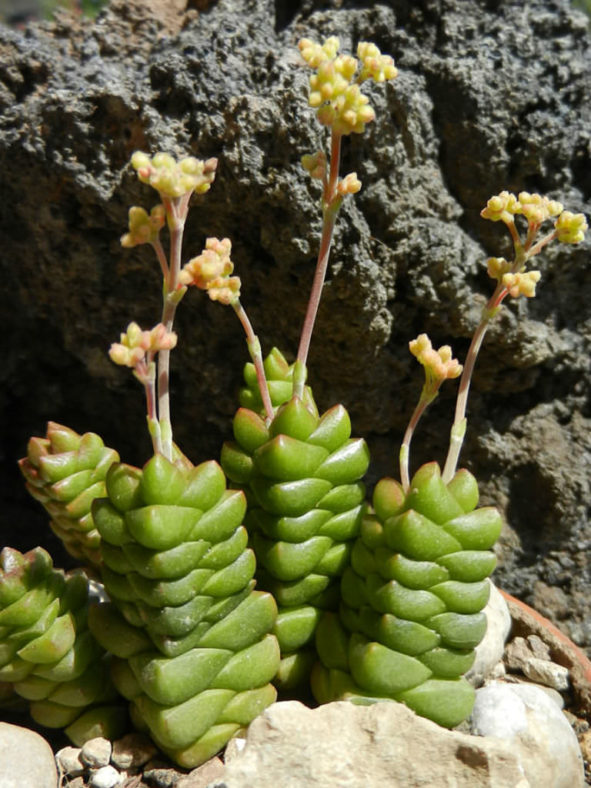 Crassula marchandii aka Crassula x marchandii