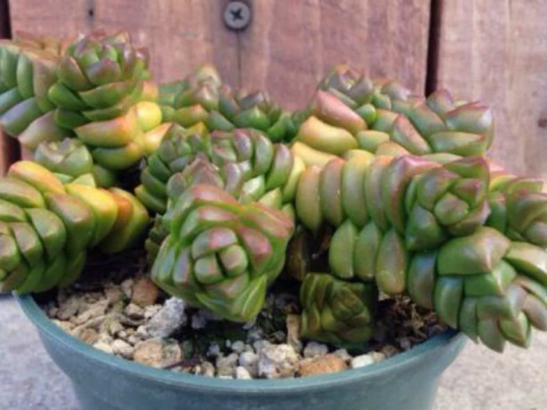 Crassula marchandii aka Crassula x marchandii