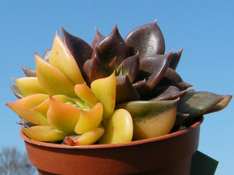 Echeveria 'Bess Bates'