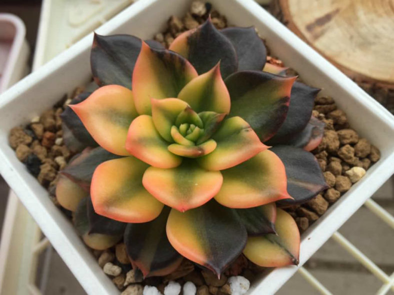 Echeveria 'Bess Bates'