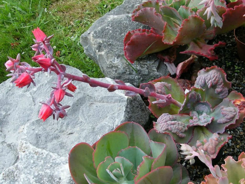 Echeveria 'Etna'